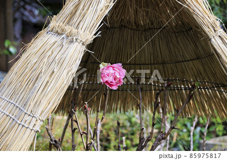 真冬の石光寺 寒ぼたんと冬の花々 真冬の石光寺 寒ぼたんと冬の花々 85975817