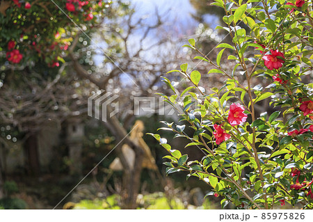 真冬の石光寺 寒ぼたんと冬の花々 真冬の石光寺 寒ぼたんと冬の花々 85975826