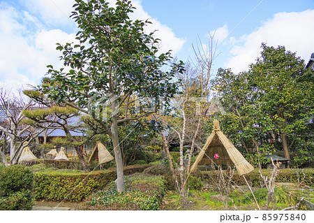 真冬の石光寺 寒ぼたんと冬の花々 真冬の石光寺 寒ぼたんと冬の花々 85975840