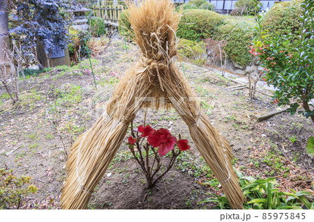真冬の石光寺 寒ぼたんと冬の花々 真冬の石光寺 寒ぼたんと冬の花々 85975845