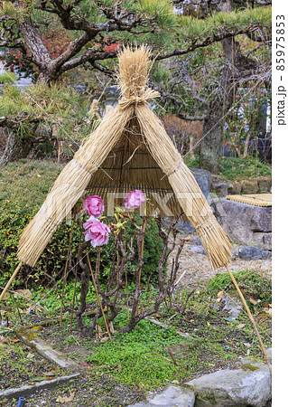 真冬の石光寺　寒ぼたんと冬の花々 85975853