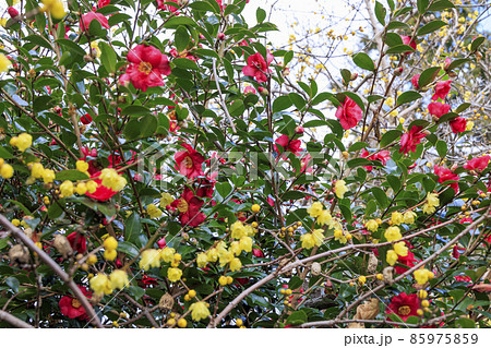 真冬の石光寺　寒ぼたんと冬の花々 85975859