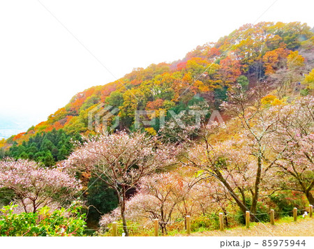 桜山公園 冬桜と紅葉 桜山公園 冬桜と紅葉 85975944