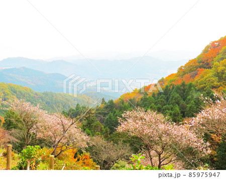 桜山公園 冬桜と紅葉 桜山公園 冬桜と紅葉 85975947
