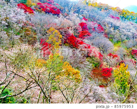 桜山公園　冬桜と紅葉 85975953