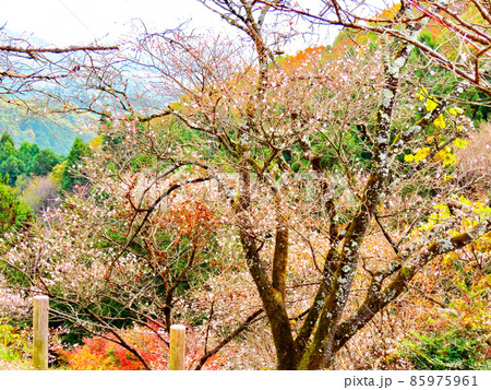 桜山公園　冬桜と紅葉 85975961