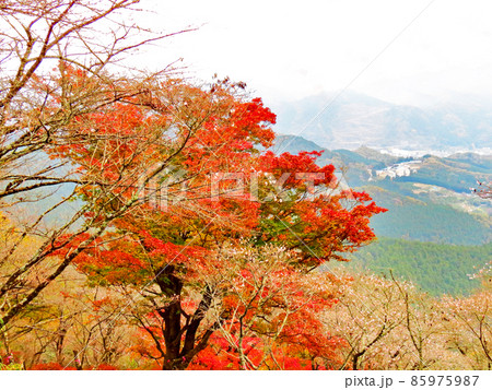 桜山公園　冬桜と紅葉 85975987