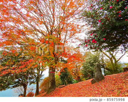 桜山公園 冬桜と紅葉 桜山公園 冬桜と紅葉 85975998