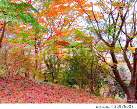 桜山公園　冬桜と紅葉 85976003