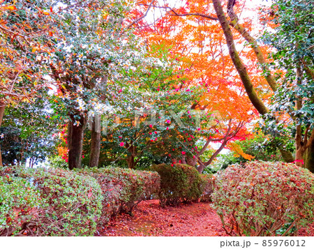 桜山公園　冬桜と紅葉 85976012