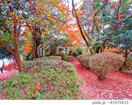 桜山公園　冬桜と紅葉 85976015
