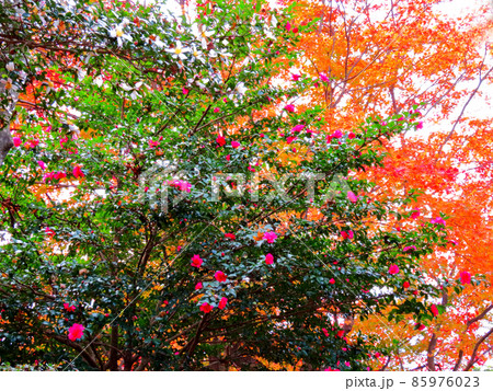 桜山公園　冬桜と紅葉 85976023
