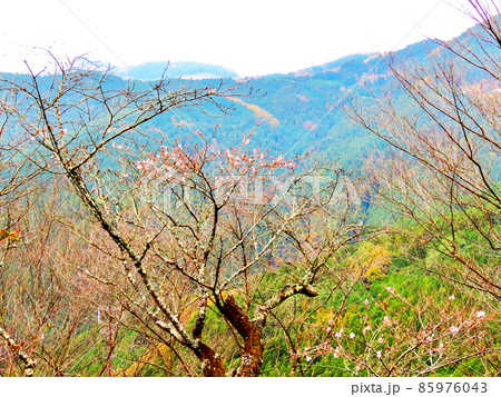 桜山公園　冬桜と紅葉 85976043
