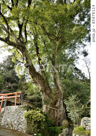 引作神社、引作の大楠 【三重県南牟婁郡御浜町】 引作神社、引作の大楠 【三重県南牟婁郡御浜町】 85976114