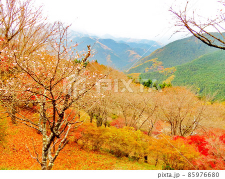 桜山公園 冬桜と紅葉 桜山公園 冬桜と紅葉 85976680