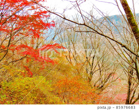 桜山公園 冬桜と紅葉 桜山公園 冬桜と紅葉 85976683