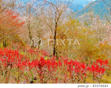 桜山公園 冬桜と紅葉 桜山公園 冬桜と紅葉 85976684