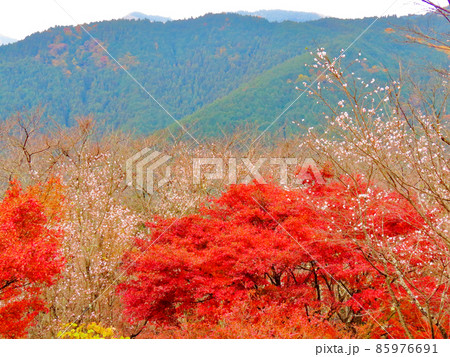 桜山公園　冬桜と紅葉 85976691