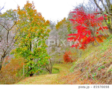 桜山公園 冬桜と紅葉 桜山公園 冬桜と紅葉 85976698