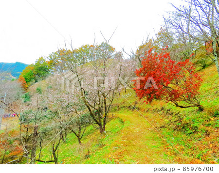 桜山公園 冬桜と紅葉 桜山公園 冬桜と紅葉 85976700