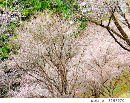 桜山公園 冬桜と紅葉 桜山公園 冬桜と紅葉 85976704