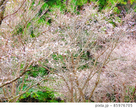 桜山公園 冬桜と紅葉 桜山公園 冬桜と紅葉 85976705