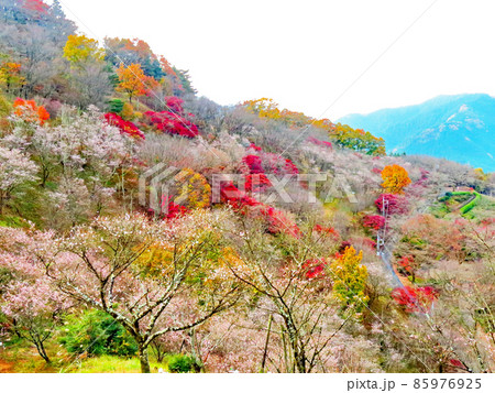 桜山公園 冬桜と紅葉 桜山公園 冬桜と紅葉 85976925