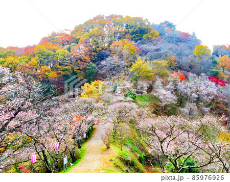桜山公園 冬桜と紅葉 桜山公園 冬桜と紅葉 85976926