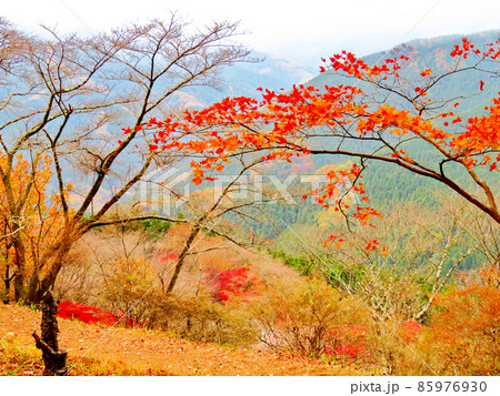 桜山公園 冬桜と紅葉 桜山公園 冬桜と紅葉 85976930