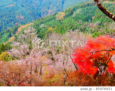 桜山公園 冬桜と紅葉 桜山公園 冬桜と紅葉 85976931