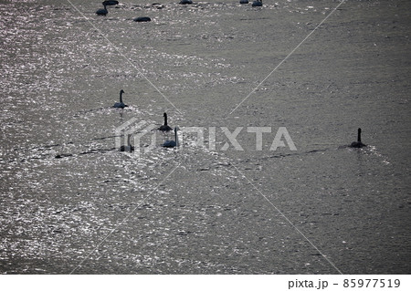 千歳川の自然　白鳥　ハクチョウ 85977519