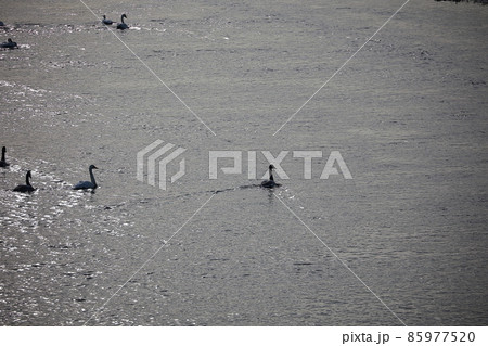 千歳川の自然　白鳥　ハクチョウ 85977520