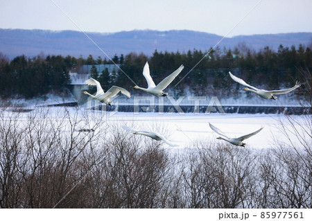 千歳川の自然　白鳥　ハクチョウ 85977561