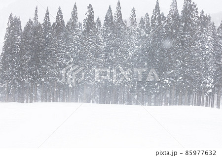 森に雪が降る 森に雪が降る 85977632