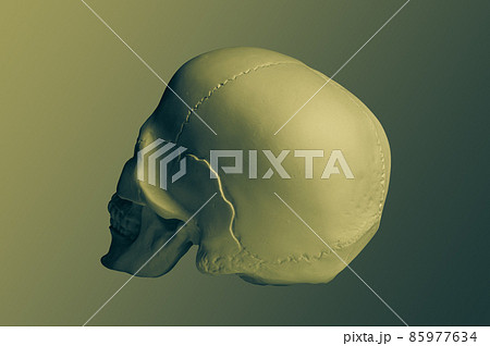 Bronze color gypsum human skull isolated on colorful background. Plaster sample model skull for students of art schools. Forensic science, anatomy and art education concept. Mockup for drawing design. Bronze color gypsum human skull isolated on colorful background. Plaster sample model skull for students of art schools. Forensic science, anatomy and art education concept. Mockup for drawing design. 85977634