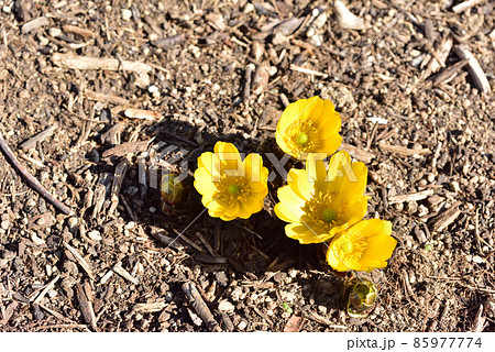フクジュソウ　福寿草　元日草　大寒の花　早春イメージ　和風イメージ風景　　 85977774