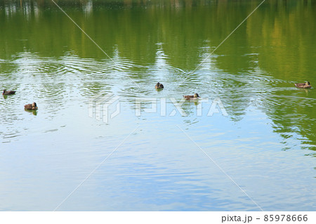 川越水上公園のカモ 85978666
