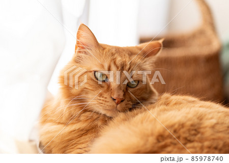 見つめる猫　茶トラ猫 85978740