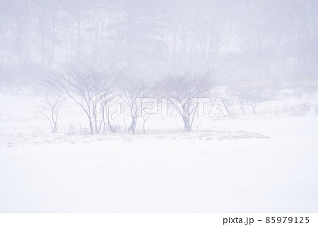 厳冬期の覚満淵「群馬県」 厳冬期の覚満淵「群馬県」 85979125