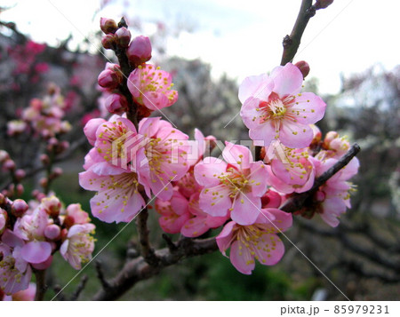 梅の花 85979231