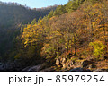 Autumn trees in mountain forest 85979254