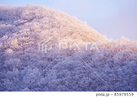 朝日に照らされる厳冬期の赤城山 85979559