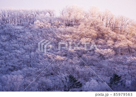 朝日に照らされる厳冬期の赤城山 朝日に照らされる厳冬期の赤城山 85979563