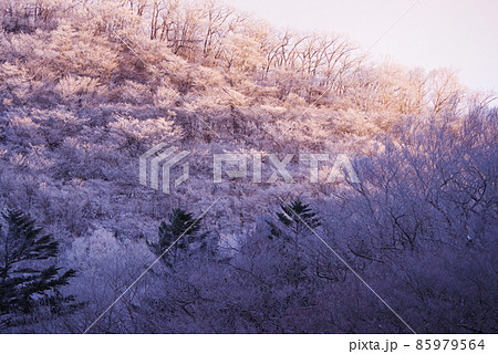 朝日に照らされる厳冬期の赤城山 朝日に照らされる厳冬期の赤城山 85979564