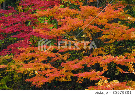 紅葉2074 紅葉2074 85979801
