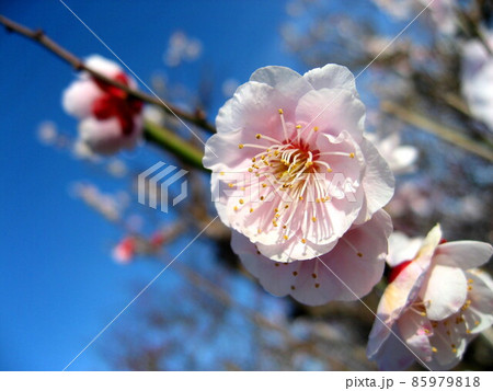 梅の花 梅の花 85979818