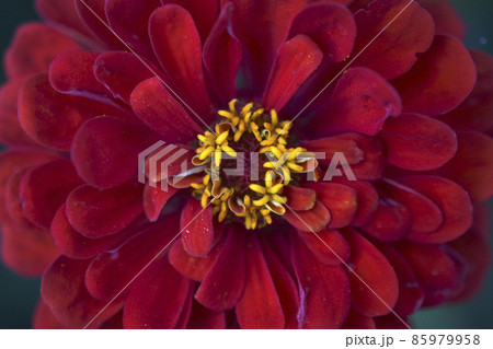 Red flowers of zinnia fire flash close-up 85979958