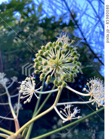 ヤツデの花の写真素材
