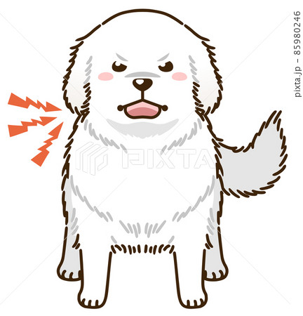 威嚇するグレートピレニーズ 威嚇するグレートピレニーズ 85980246