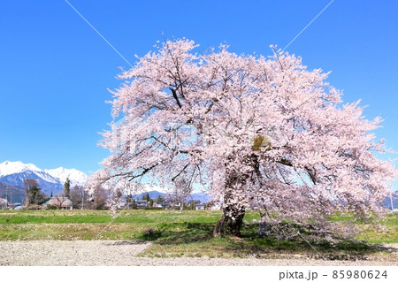 須沼の一本桜と北アルプス 須沼の一本桜と北アルプス 85980624